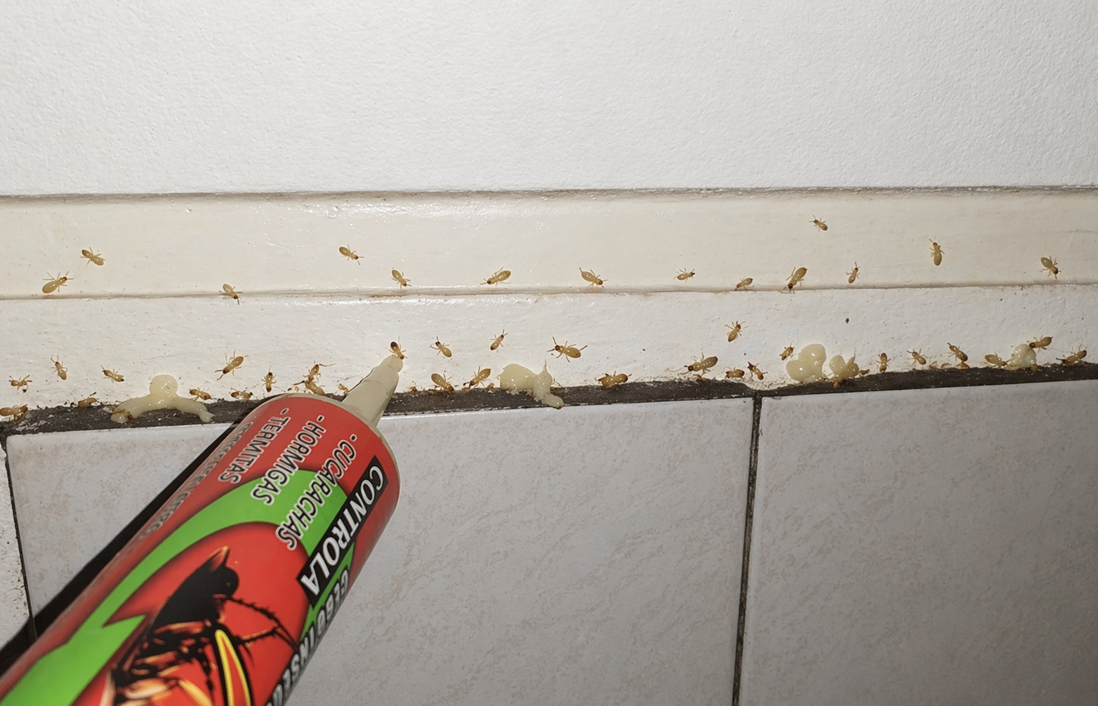 Control de termitas y madera